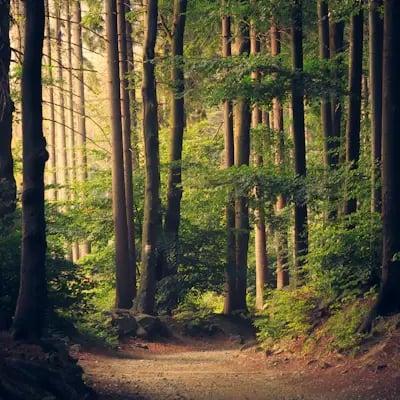 Sentiero in un bosco di alberi alti